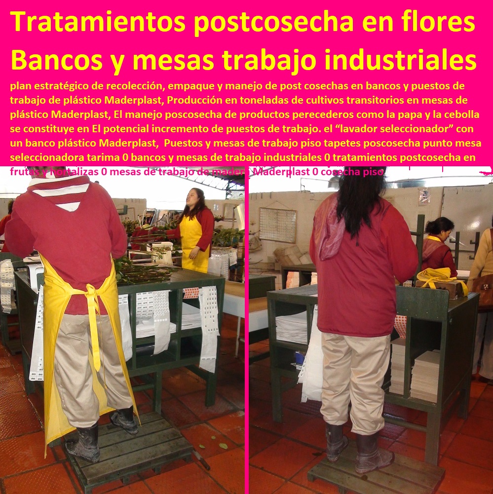 Puestos y mesas de trabajo piso tapetes poscosecha punto mesa seleccionadora tarima 0 bancos y mesas de trabajo industriales 0 tratamientos postcosecha en frutas y hortalizas 0 mesas de trabajo de madera Maderplast 0 cosecha piso Puestos y mesas de trabajo piso tapetes poscosecha punto mesa seleccionadora tarima 0 bancos y mesas de trabajo industriales 0 tratamientos postcosecha en frutas TUTORES PARA FLORES, CABLE VÍA BANANAS AROMÁTICAS, Cultivos Tecnificados, Invernaderos, Semilleros, Bancos De Siembra, Hidroponía, Agricultura, Cosecha, Poscosecha, y hortalizas 0 mesas de trabajo de madera Maderplast 0 cosecha piso